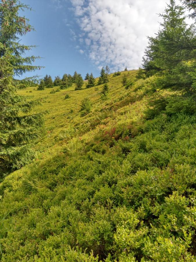 Sadyba U Vani Volovăţ Exterior foto