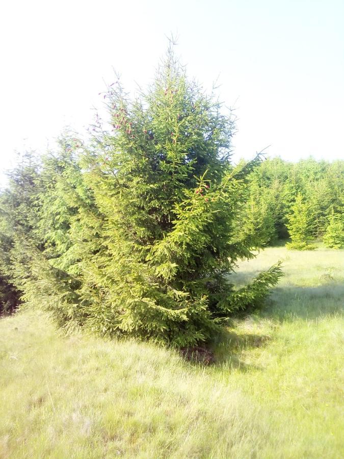Sadyba U Vani Volovăţ Exterior foto